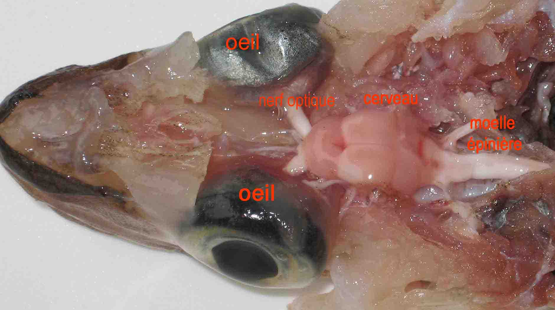 What Is Svt >> Dissection du système nerveux du Merlan en 4ème , par C.Cotten - Accueil What Is Svt >> Dissection du système nerveux du Merlan en 4ème , par C.Cotten - Accueil